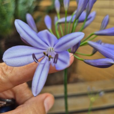 Agapanthus Nana blue
