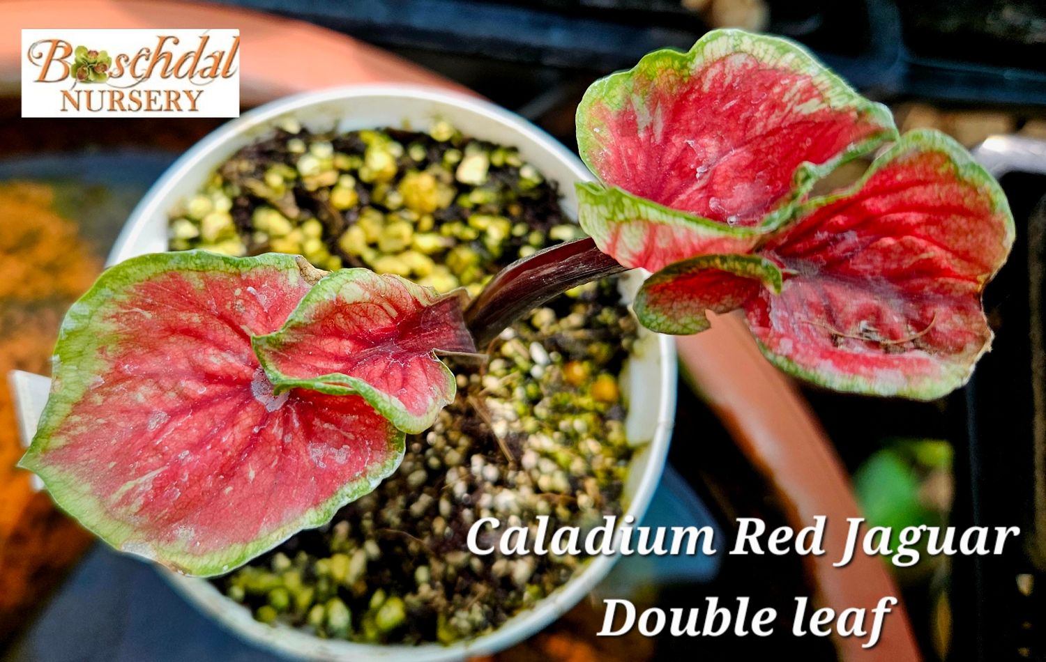 Caladium Red Jaguar