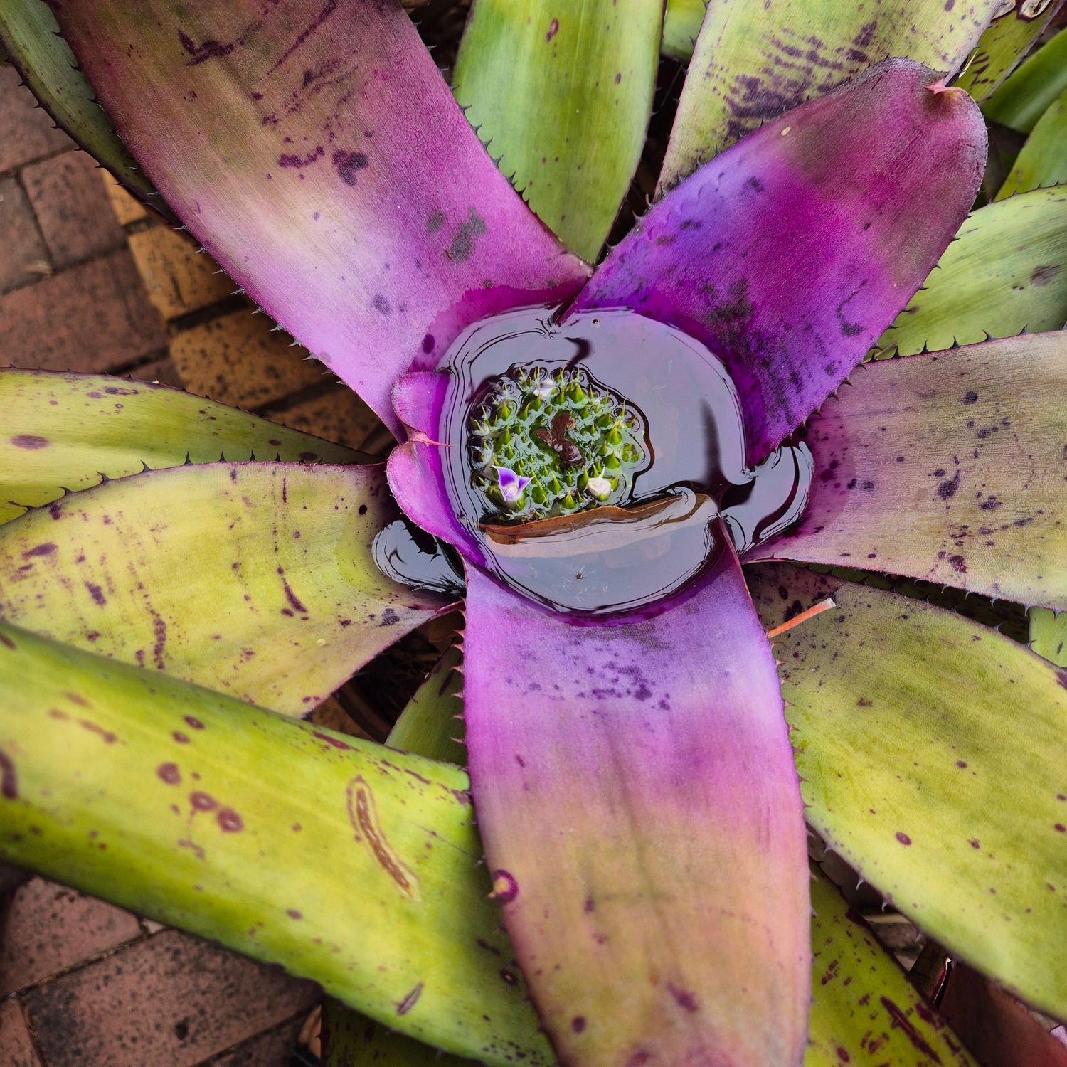 Neoregelia purple center