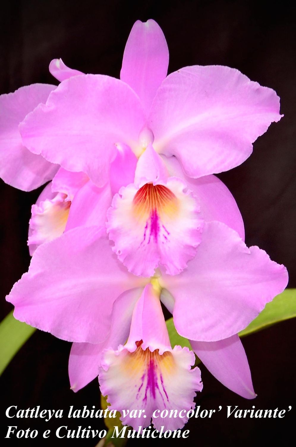 Cattleya concolour labiata Cattleya concolour labiata