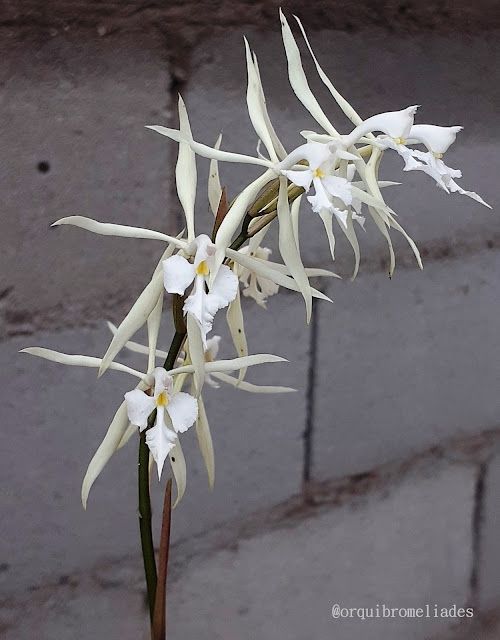 Epidendrium viviparum
