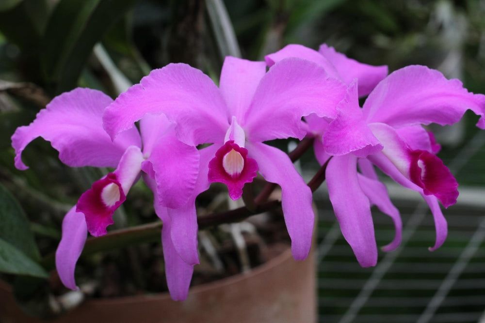 Cattleya lawrenciana "Roelf" Cattleya lawrenciana "Roelf"
