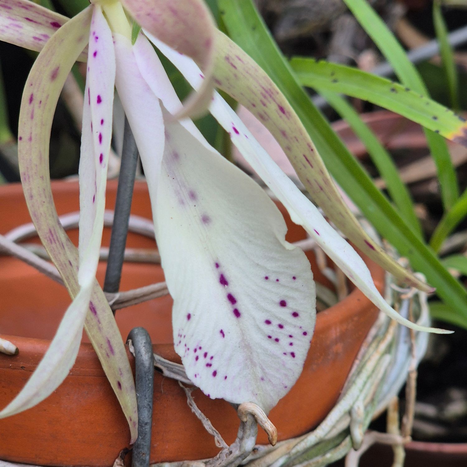 Brassavola nodos Brassavola nodos