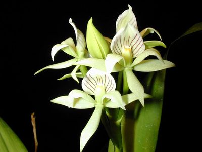 Encyclia chacaoensis Encyclia chacaoensis