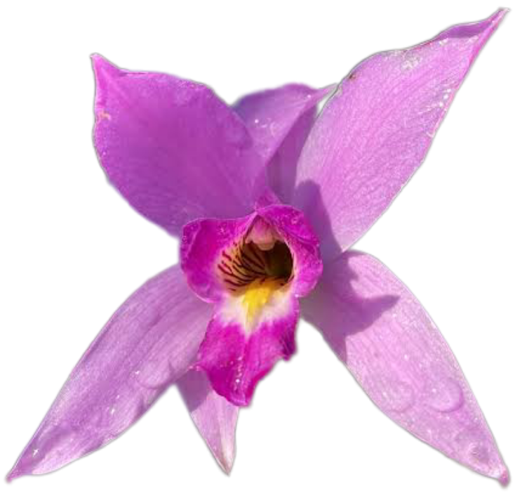 Laelia anceps "Hazyview" Laelia anceps "Hazyview"