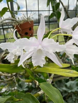 Laelia lobata &quot;alba&quot;