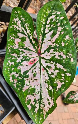 Caladium Florida Elise