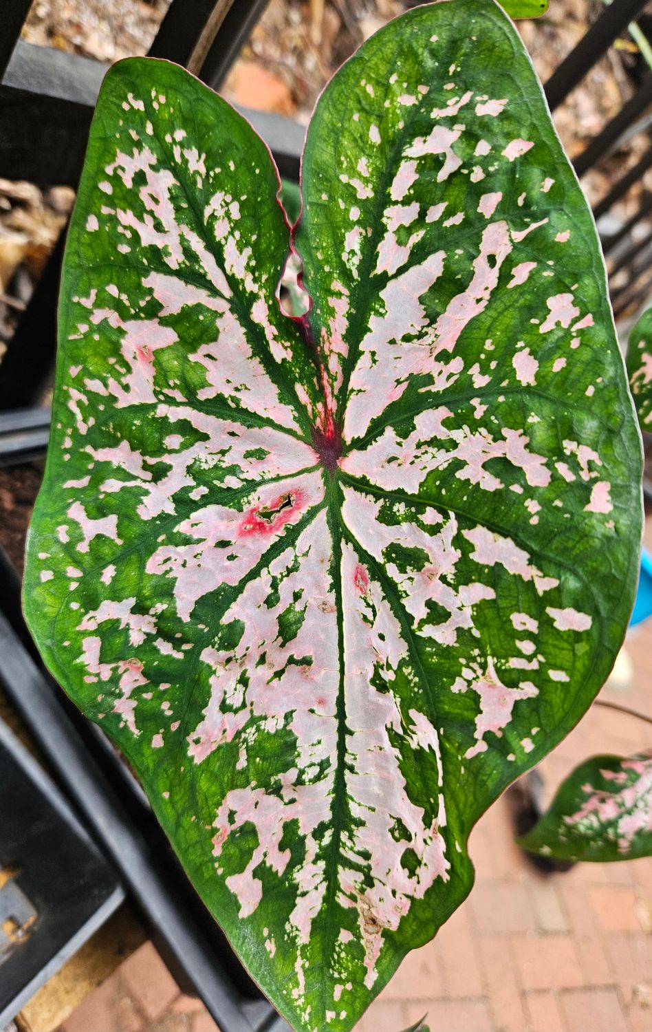 Caladium Florida Elise