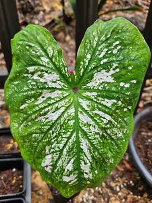 Caladium White Christmas (Angel Wings)