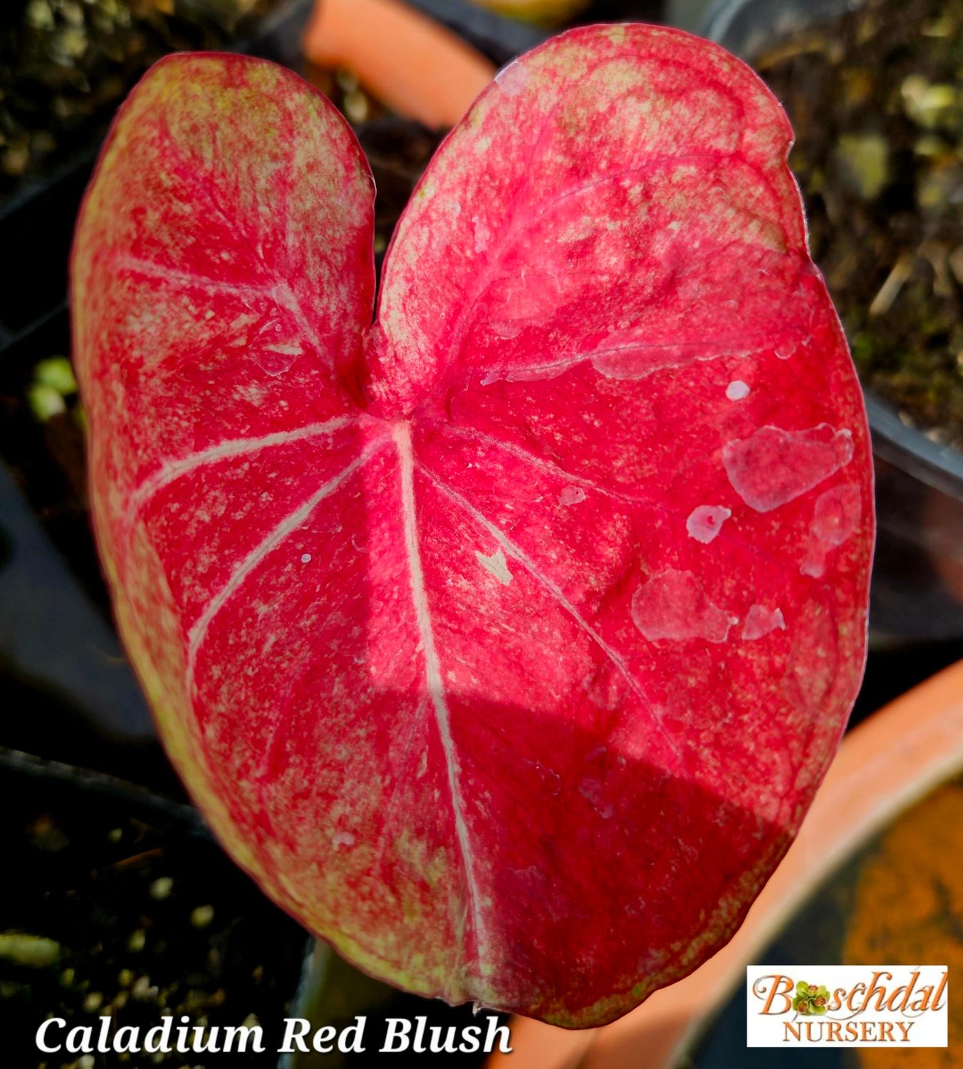 Caladium Red Blush Thai Caladium Red Blush Thai