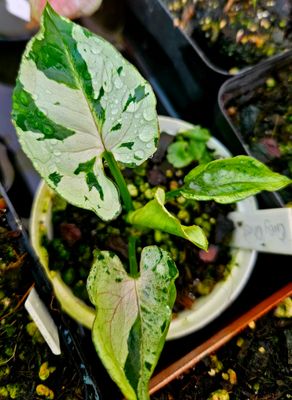 Syngonium Green Splash / Grey Ghost Syngonium Green Splash / Grey Ghost