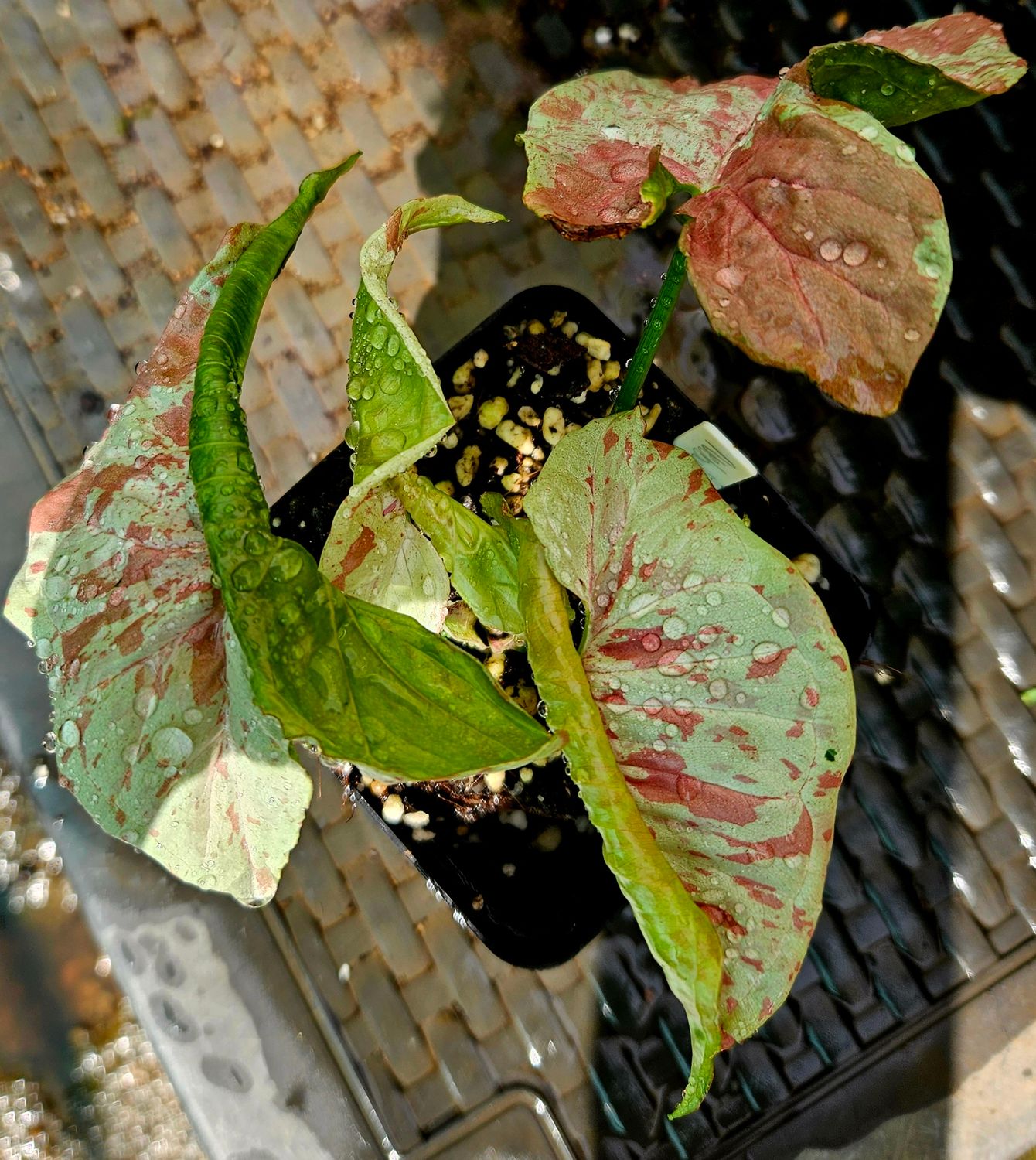 Syngonium Nebula Syngonium Nebula