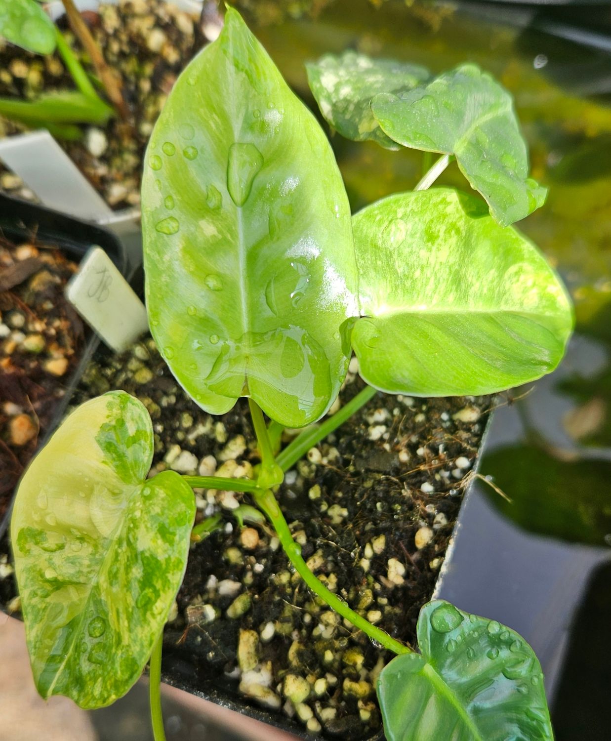 Philodendron Jose Buono Philodendron Jose Buono