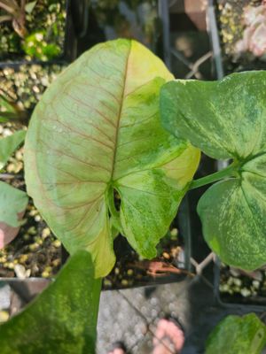 Syngonium Gold Allusion Syngonium Gold Allusion