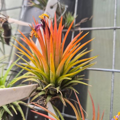 Tillandsia Ionantha var Ionantha Tillandsia Ionantha var Ionantha