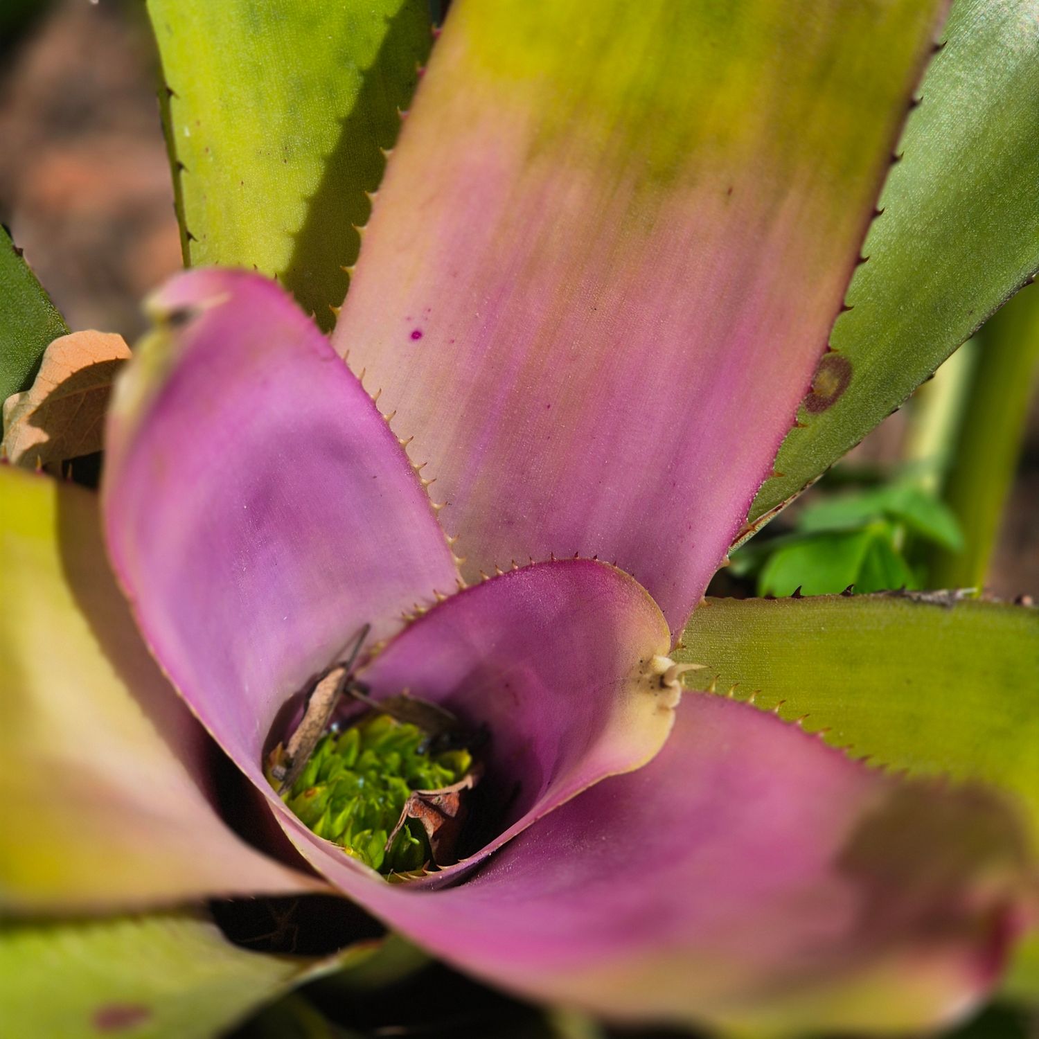 Neoregelia pink center Neoregelia pink center