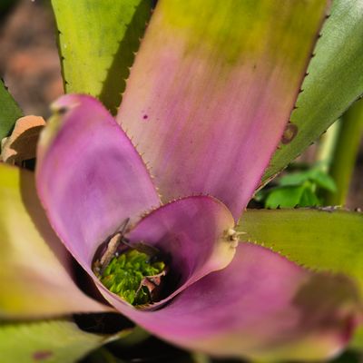 Neoregelia pink center Neoregelia pink center
