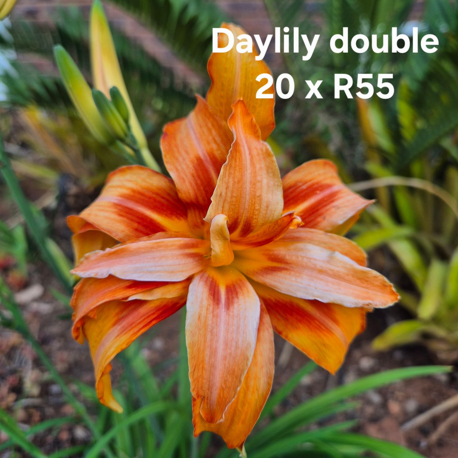 Daylily double Daylily double