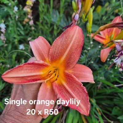 Daylily single