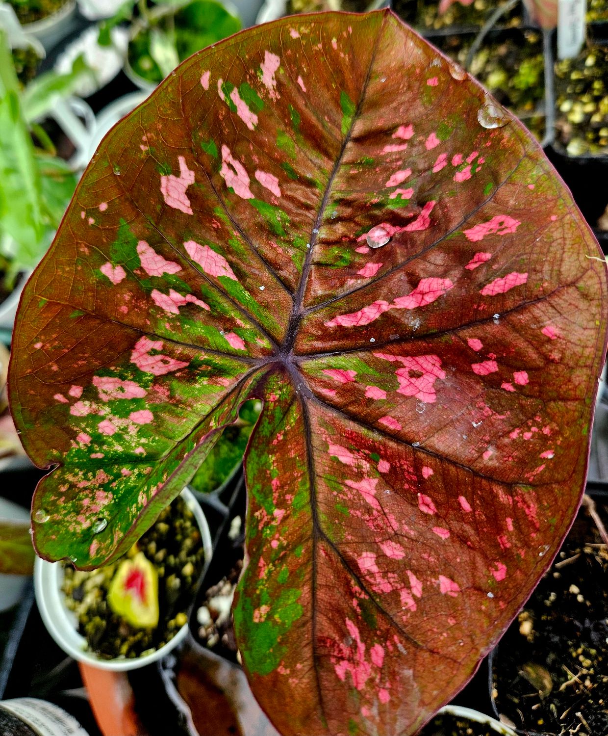 Caladium Halo Thai Caladium Halo Thai