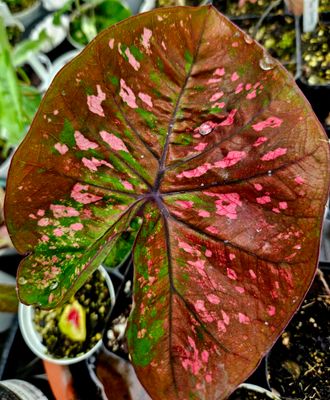 Caladium Halo Thai