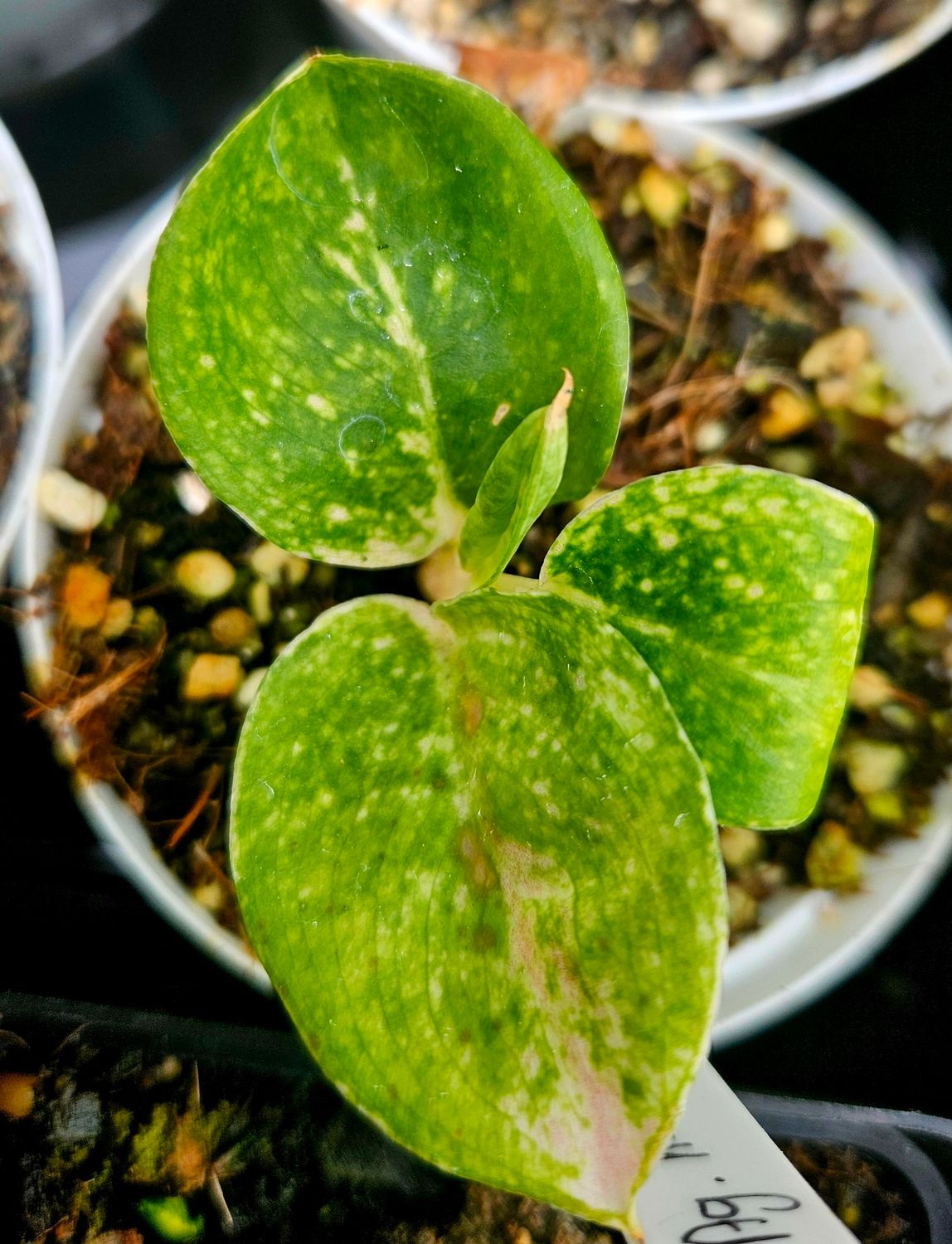 Aglaonema Komlai thong small Aglaonema Komlai thong small