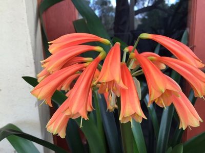 Clivia Interspecific orange