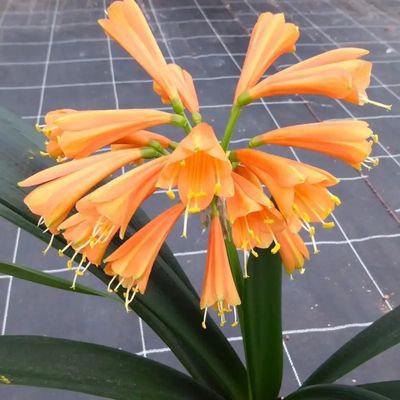 Clivia Interspecific orange Clivia Interspecific orange