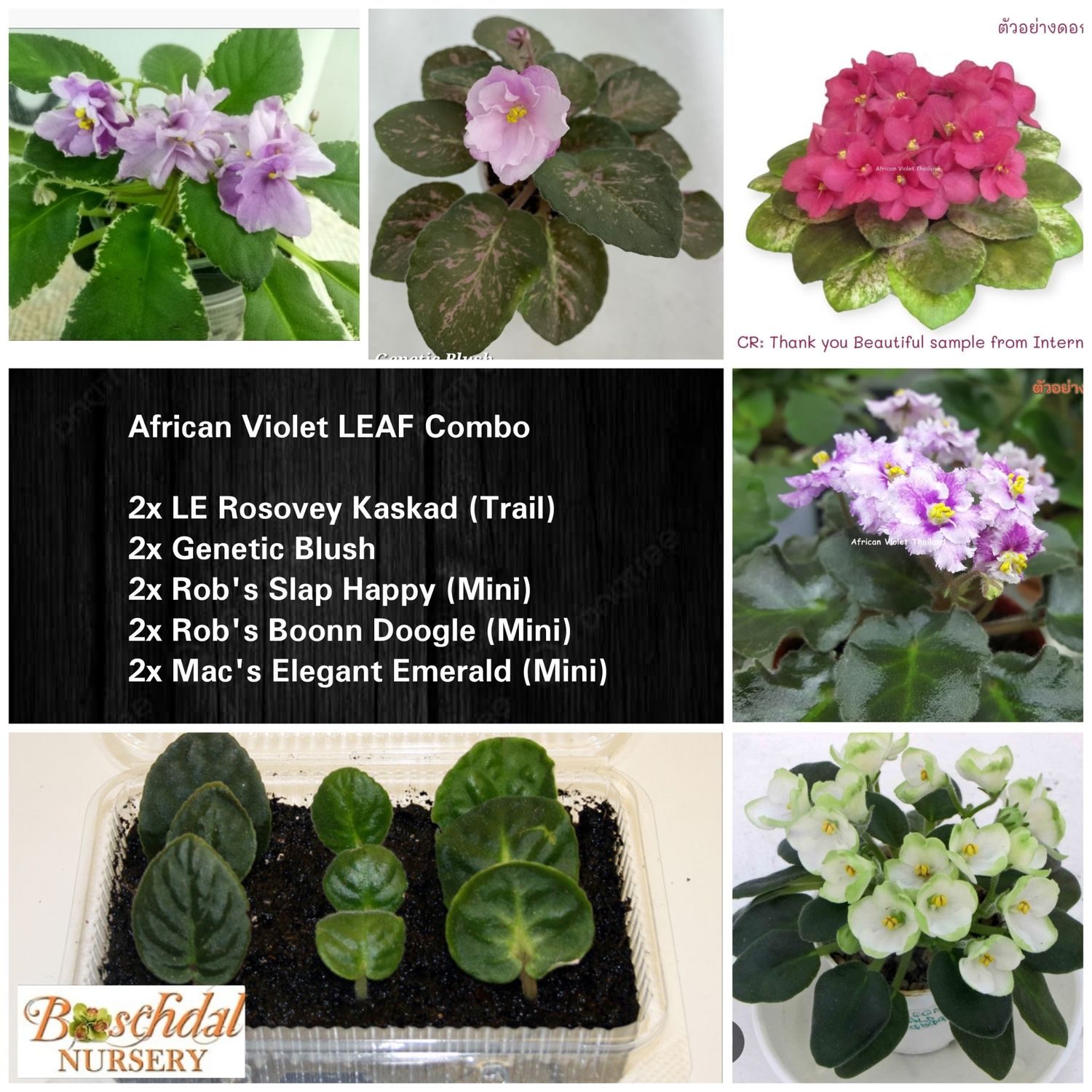 African Violet Leaf Combo C African Violet Leaf Combo C