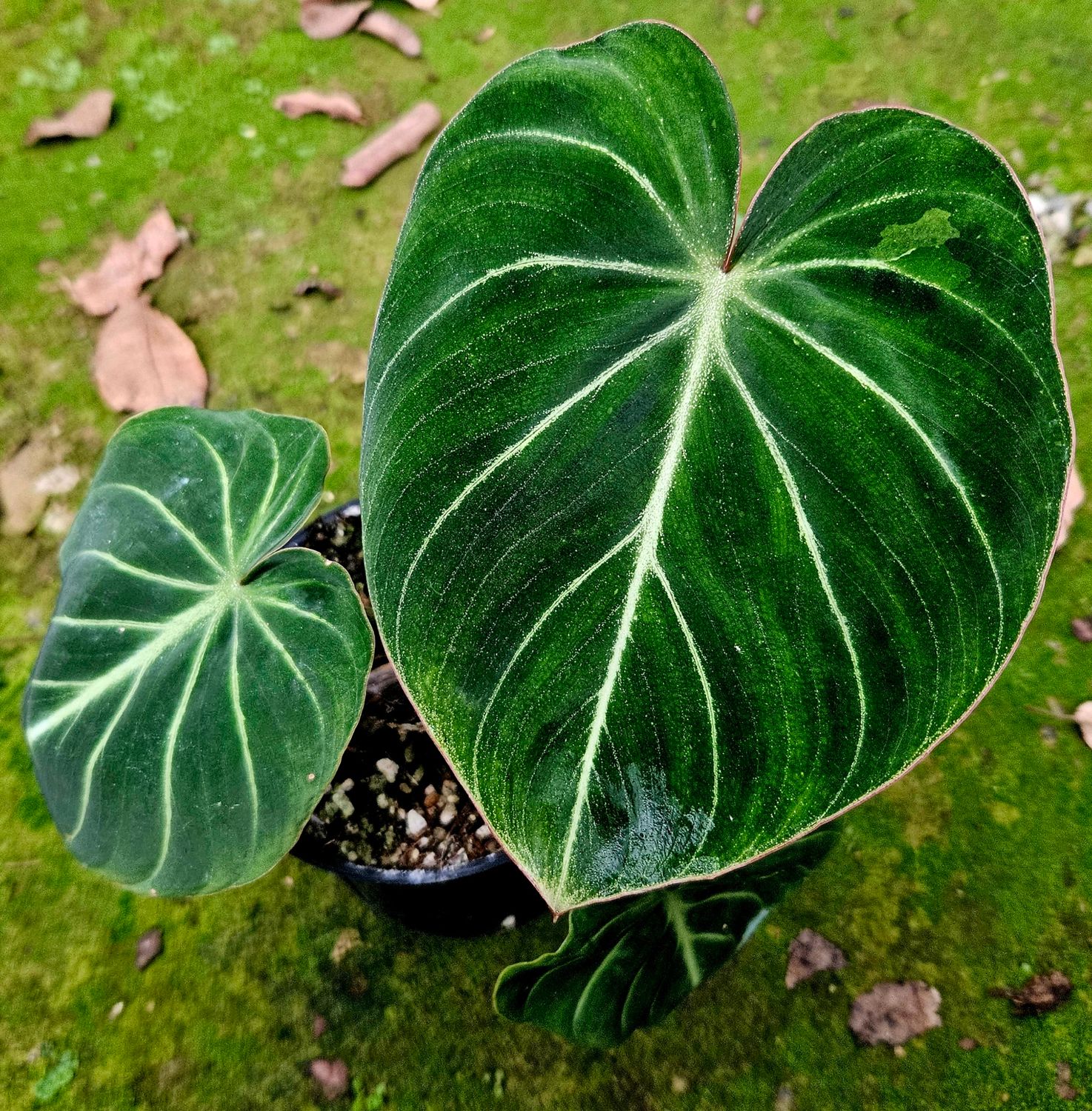 Philodendron Gloroisum 'Pink Vein' Philodendron Gloroisum 'Pink Vein'
