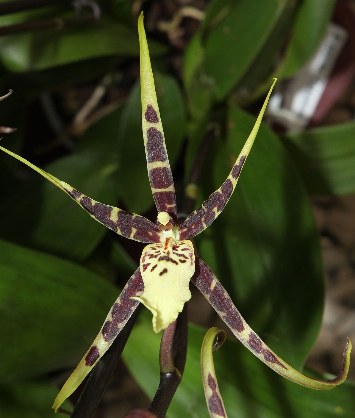 Bratonia Toscana Bratonia Toscana