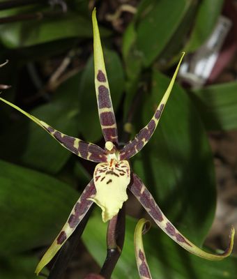 Bratonia Toscana Bratonia Toscana