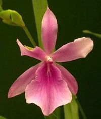 Miltonia Guanabana Miltonia Guanabana