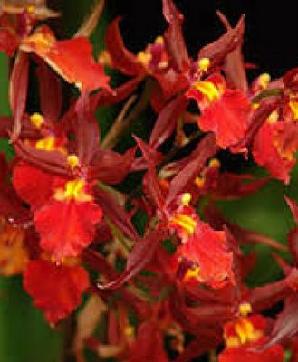 Brascidostella Raspberry "hot mamma" Brascidostella Raspberry "hot mamma"