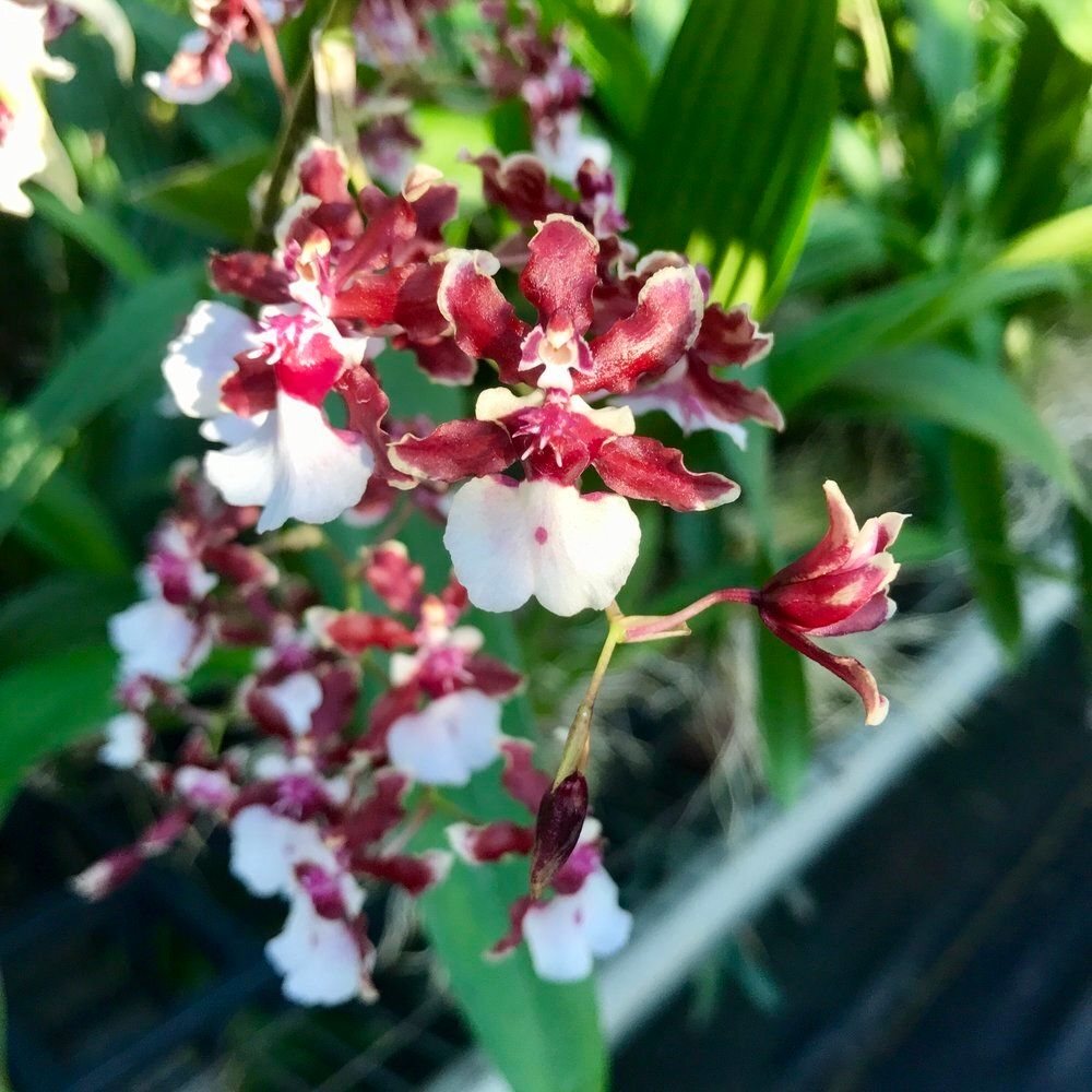 Oncidium sherry baby Oncidium sherry baby