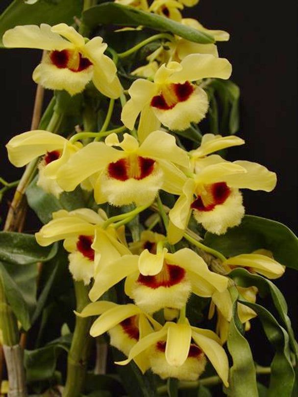 Dendrobium gatton sunray Dendrobium gatton sunray