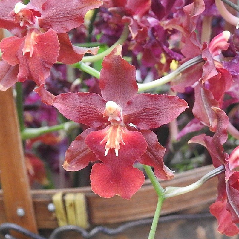 Oncidium Tariflor lady "purple queen" Oncidium Tariflor lady "purple queen"