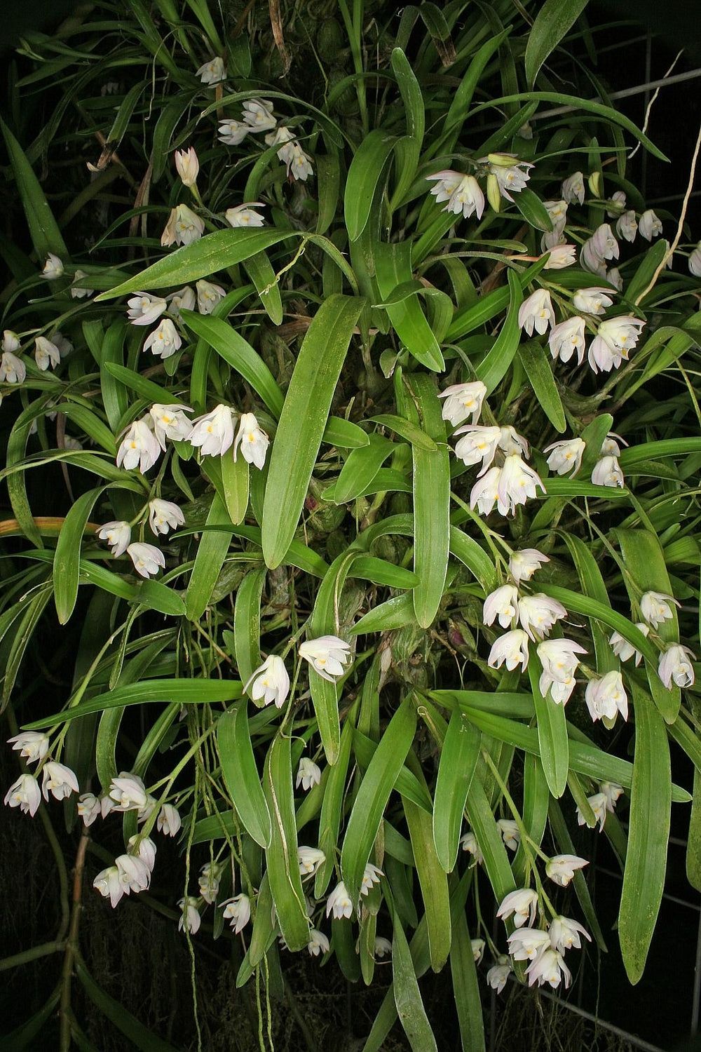 Polystachea ottoniana Polystachea ottoniana