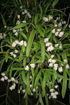 Polystachea ottoniana Polystachea ottoniana