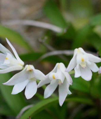 Polystachea ottoniana
