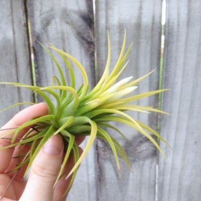 Tillandsia Ionantha druid Tillandsia Ionantha druid