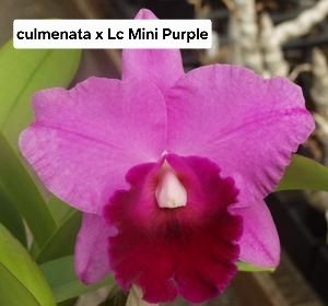Culmenata x Lc mini Purple Culmenata x Lc mini Purple