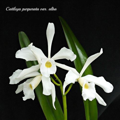 L purperata var Alba &quot; Gabriel&quot;