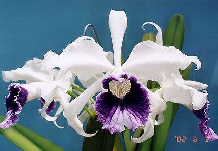 Laelia purperata x Scusteriana x L Walkeriana Laelia purperata x Scusteriana x L Walkeriana