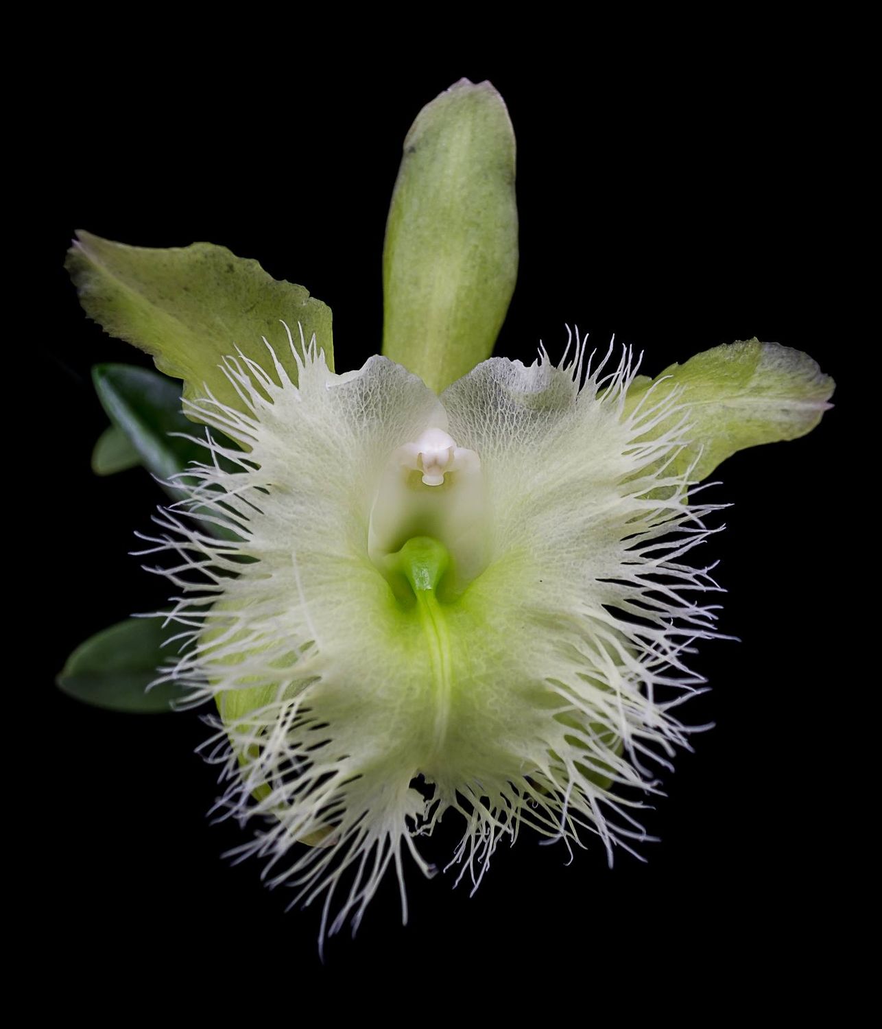 RL Digbyana RL Digbyana