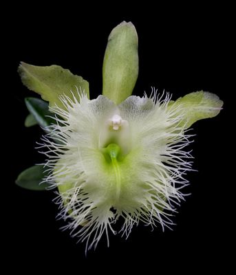 RL Digbyana RL Digbyana