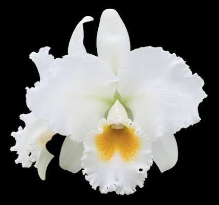 Cattleya Bob Betts x BC Lanqneeta Cattleya Bob Betts x BC Lanqneeta