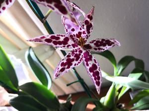 Oncidium Diana Dunn Oncidium Diana Dunn