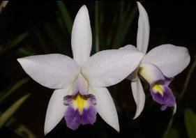 Laelia anceps  f. Coerulea