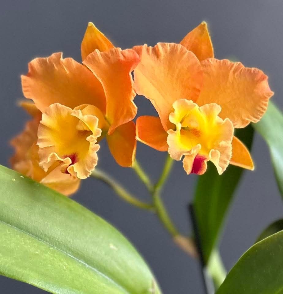 Blc golden Passion Blc golden Passion